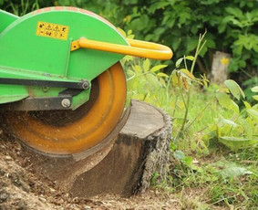 Pavojingų medžių pjovimas, medžių pjovimas, kelmų frezavimas - Kelmų naikinimas, frezavimas - 1 Kelmų naikinimas, frezavimas - Pavojingų medžių pjovimas, medžių pjovimas, kelmų frezavimas - 1