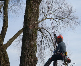 Kelmų naikinimas, frezavimas - Medžių genėjimas, pjovimas - 3 Medžių genėjimas, pjovimas - Kelmų naikinimas, frezavimas - 3