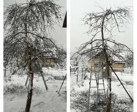 Obelų genėjimas