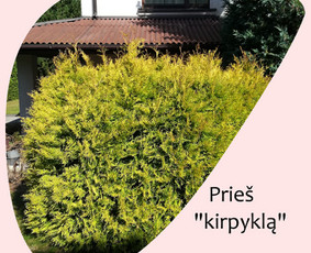 Profesionalus vaismedžių genėjimas, konsultavimas / Algirdas Raškauskas & Co / Darbų pavyzdys ID 1546425