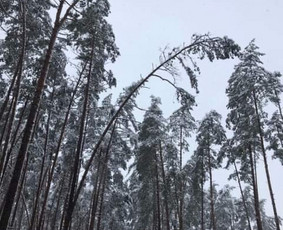 Arborpro - Profesionali Medžių priežiūra Sertifikuoti Etw - Avarinių medžių pjovimas - 2 Avarinių medžių pjovimas - Arborpro - Profesionali Medžių priežiūra Sertifikuoti Etw - 2