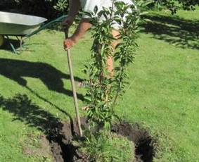 Apželdinimo projektai. Apželdinimas - Vaismedžių sodinimas ir priežiūra - 1 Vaismedžių sodinimas ir priežiūra - Apželdinimo projektai. Apželdinimas - 1