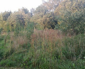 Apželdinimo projektai. Apželdinimas - Apleistų sklypų tvarkymas - 1 Apleistų sklypų tvarkymas - Apželdinimo projektai. Apželdinimas - 1