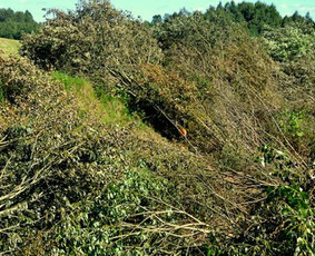Apželdinimo projektai. Apželdinimas - Apleistų sklypų tvarkymas - 2 Apleistų sklypų tvarkymas - Apželdinimo projektai. Apželdinimas - 2