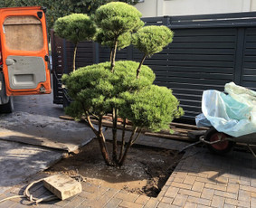 Vaismedžių sodinimas ir priežiūra - Aplinkos Apželdinimas, Vejos-laistymo Sistemos Įrengimas - 1