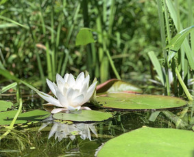 Sodybos vestuvėms - Sodyba Žalioji Stotelė prie upės. Baidarės. Pirtis, kubilas - 4