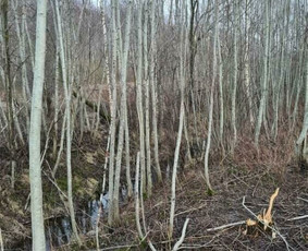 Krūmu kirtimas apleistu plotu tvarkymas - Šakų smulkinimas - 3 Šakų smulkinimas - Krūmu kirtimas apleistu plotu tvarkymas - 3