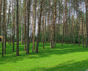 Medelynas Utenoje! - Kiemo, aplinkos apželdinimas - 2 Kiemo, aplinkos apželdinimas - Medelynas Utenoje! - 2