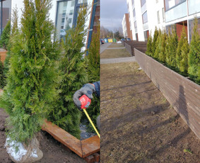 Aplinkos apželdinimas, tvarkymas, gerbūvio darbai. / Žaliasis spektras / Darbų pavyzdys ID 1639241
