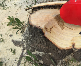 Kelmų naikinimas, frezavimas - Kelmu frezavimas, naikinimas - 2