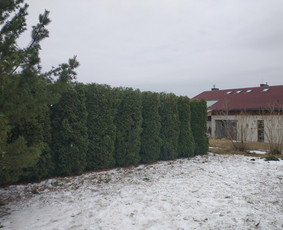 Aplinkos apželdinimas, tvarkymas, gerbūvio darbai. / Žaliasis spektras / Darbų pavyzdys ID 1656025