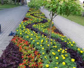 Augalų ir medelių sodinimas - Teritorijų tvarkymas ir želdinimas - 3