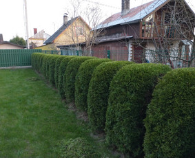 Aplinkos apželdinimas, tvarkymas, gerbūvio darbai. / Žaliasis spektras / Darbų pavyzdys ID 1700057