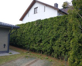 Aplinkos apželdinimas, tvarkymas, gerbūvio darbai. / Žaliasis spektras / Darbų pavyzdys ID 1700085