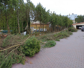 Aplinkos apželdinimas, tvarkymas, gerbūvio darbai. / Žaliasis spektras / Darbų pavyzdys ID 1700109