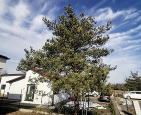 Gerbūvio ir arborizmo paslaugos / Laurynas / Darbų pavyzdys ID 1750051