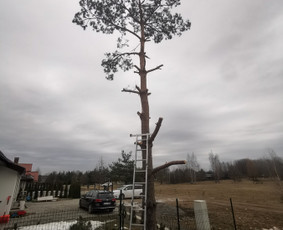 Gerbūvio ir arborizmo paslaugos / Laurynas / Darbų pavyzdys ID 1750055