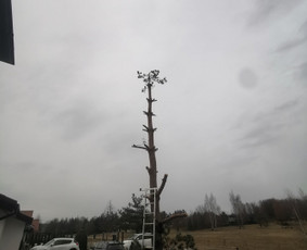 Gerbūvio ir arborizmo paslaugos / Laurynas / Darbų pavyzdys ID 1750059