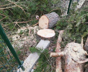 Gerbūvio ir arborizmo paslaugos / Laurynas / Darbų pavyzdys ID 1750053