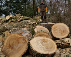 Pavojingų medžių pjovimas, medžių pjovimas, kelmų frezavimas - Kelmų naikinimas, frezavimas - 2 Kelmų naikinimas, frezavimas - Pavojingų medžių pjovimas, medžių pjovimas, kelmų frezavimas - 2