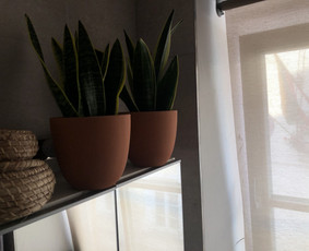 Augalų parinkimas pagal sąlygas namams, biurams ar kitoms erdvėms.