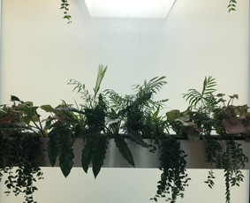 Interjero želdinimas ir kambarinių augalų priežiūra - Vidaus augalų priežiūra - 1 Vidaus augalų priežiūra - Interjero želdinimas ir kambarinių augalų priežiūra - 1