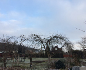 Vaismedžių genėjimas - Profesionalus vaismedžių genėjimas, sodų priežiūra - 2