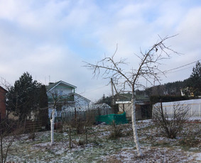 Vaismedžių genėjimas - Profesionalus vaismedžių genėjimas, sodų priežiūra - 1