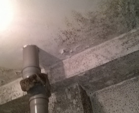 Pelėsiu naikinimas, patalpų dezinfekavimas - Buitinės paslaugos - 4 Buitinės paslaugos - Pelėsiu naikinimas, patalpų dezinfekavimas - 4