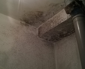 Pelėsiu naikinimas, patalpų dezinfekavimas - Buitinės paslaugos - 3 Buitinės paslaugos - Pelėsiu naikinimas, patalpų dezinfekavimas - 3