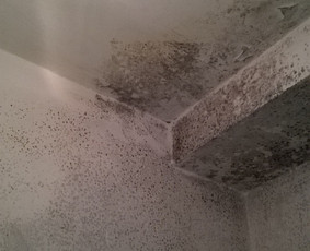 Pelėsiu naikinimas, patalpų dezinfekavimas - Buitinės paslaugos - 2 Buitinės paslaugos - Pelėsiu naikinimas, patalpų dezinfekavimas - 2