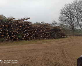 Mi&scaron;kininkai - Apleistų žemių tvarkymas (Mokame Pinigus ) - 3