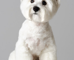 Šuniukų/ kačių grožio salonas, šunų kirpėja / My Sweet Puppy / Darbų pavyzdys ID 1965263
