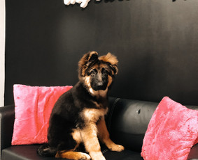 Šuniukų/ kačių grožio salonas, šunų kirpėja / My Sweet Puppy / Darbų pavyzdys ID 1965269