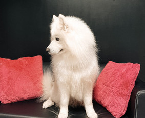 Šuniukų/ kačių grožio salonas, šunų kirpėja / My Sweet Puppy / Darbų pavyzdys ID 1965271