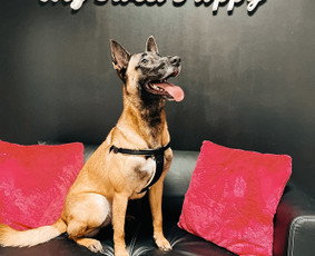 Šuniukų/ kačių grožio salonas, šunų kirpėja / My Sweet Puppy / Darbų pavyzdys ID 1965273
