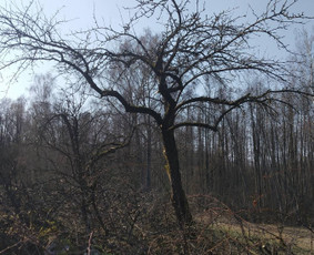 Vaismedziu Genejimas / Lina / Darbų pavyzdys ID 1993664