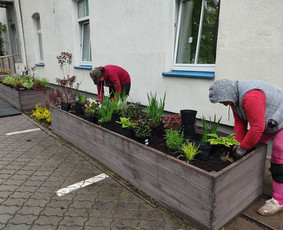 Augalų ir medelių sodinimas - Vejos skarifikavimas,apželdinimo darbai - 2