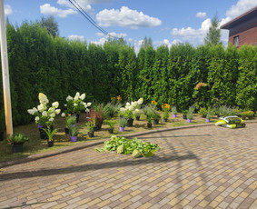 Augalų ir medelių sodinimas - Vejos skarifikavimas,apželdinimo darbai - 3