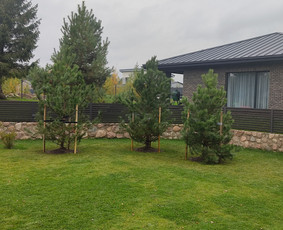 Augalų ir medelių sodinimas - Vejos skarifikavimas,apželdinimo darbai - 4