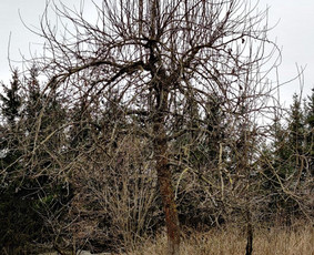 Apželdinimo, aplinkos tvarkymo ir žemės darbai. - Apleistų sklypų tvarkymas - 4 Apleistų sklypų tvarkymas - Apželdinimo, aplinkos tvarkymo ir žemės darbai. - 4