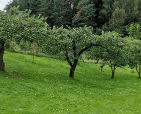 Profesionalus vaismedžių genėjimas, konsultavimas / Algirdas Raškauskas & Co / Darbų pavyzdys ID 2005288
