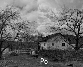 Profesionalus vaismedžių genėjimas, konsultavimas - Vaismedžių genėjimas - 4 Vaismedžių genėjimas - Profesionalus vaismedžių genėjimas, konsultavimas - 4