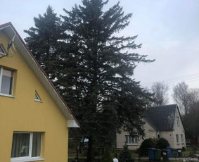 Avariniu medžių pjovimas, vaismedžių genejimas. / Aplinkos tvarkymas / Darbų pavyzdys ID 2009278