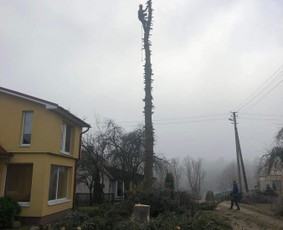 Avariniu medžių pjovimas, vaismedžių genejimas. / Aplinkos tvarkymas / Darbų pavyzdys ID 2009280