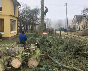 Avariniu medžių pjovimas, vaismedžių genejimas. / Aplinkos tvarkymas / Darbų pavyzdys ID 2009282