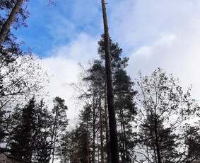 Avariniu medžių pjovimas, vaismedžių genejimas. / Aplinkos tvarkymas / Darbų pavyzdys ID 2009284