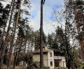 Avariniu medžių pjovimas, vaismedžių genejimas. / Aplinkos tvarkymas / Darbų pavyzdys ID 2009286