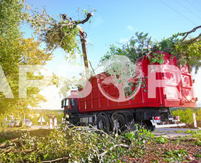 Bobcat, Vejos Įrengimas, Grėblys, Greideris, Purentuvas, kt. - Šakų išvežimas - 1 Šakų išvežimas - Bobcat, Vejos Įrengimas, Grėblys, Greideris, Purentuvas, kt. - 1