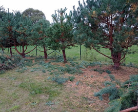 Landšafto dizainas, sodininko paslaugos / Sodo Genys / Darbų pavyzdys ID 2036006